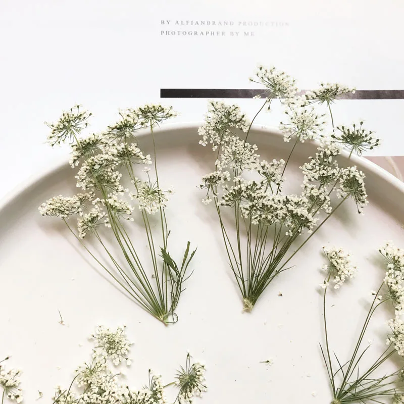 5-7cm/12pcs,Snow Tiny Flowers  - Dried Flower Bulk recension och pris