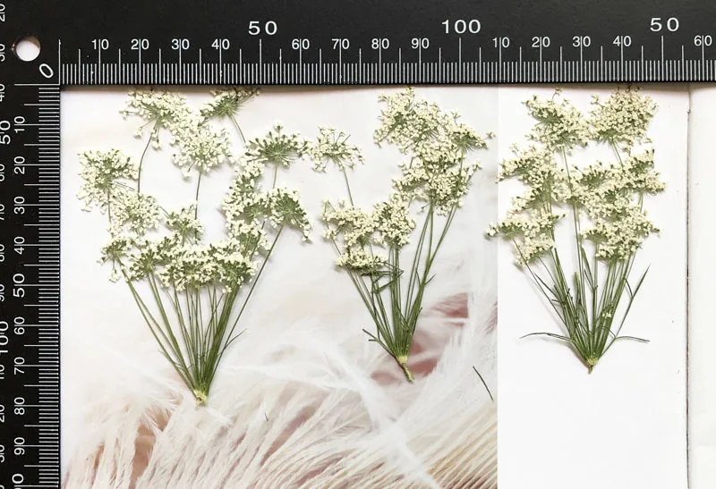 5-7cm/12pcs,Snow Tiny Flowers  - Dried Flower Bulk recension och pris